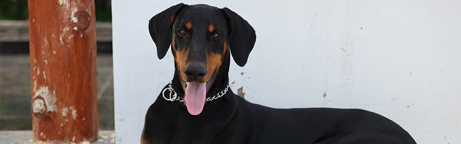 Header Hunderasse Deutscher Pinscher