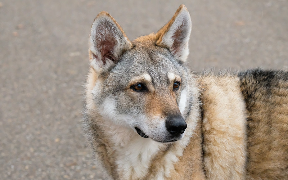 hollaendische hunderassen wolfhund