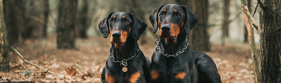 header-hunderasse-dobermann