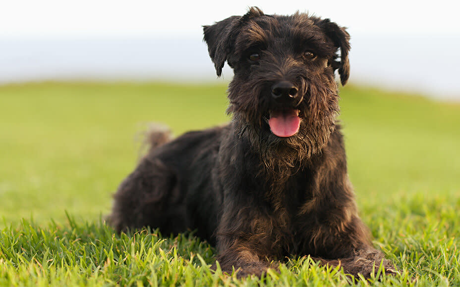 mittelgroße hunderassen schnauzer