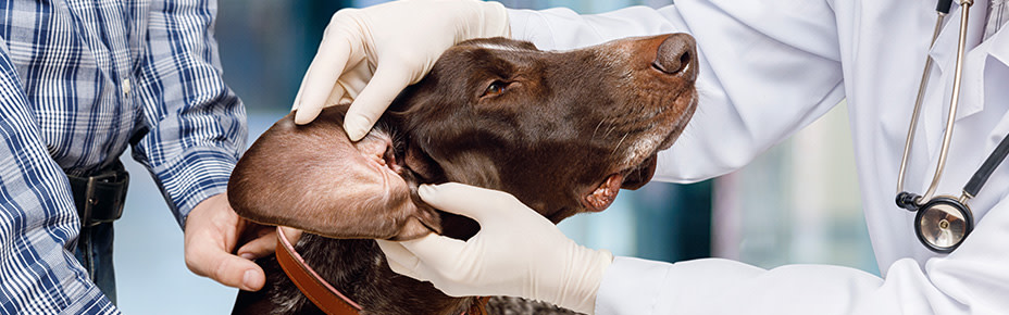 Hund wird von Tierärztin untersucht