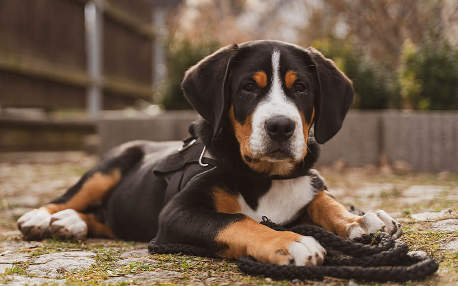 Schweizer Sennenhund Welpe liegt auf dem Boden