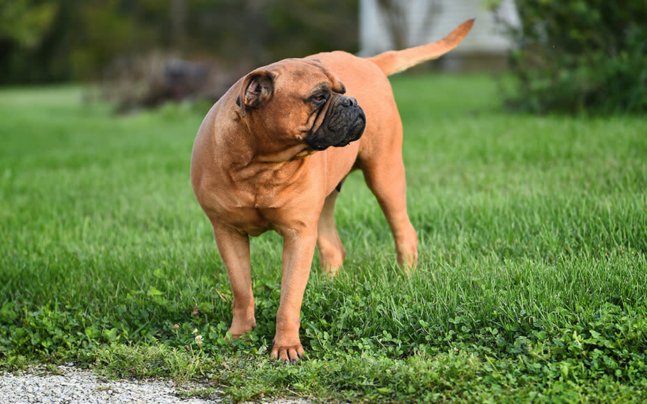 Großer Bullmastiff steht auf Wiese