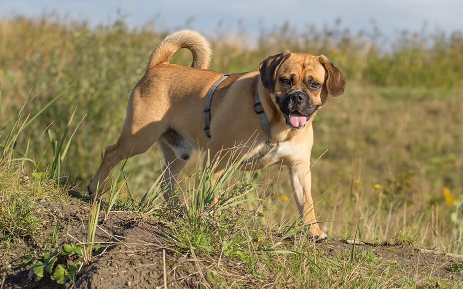 neue hunderassen puggle