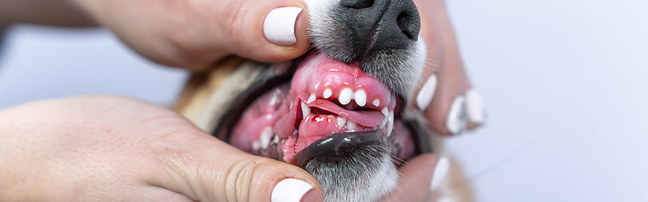 Hund mit entzündetem und gerötetem Zahnfleisch