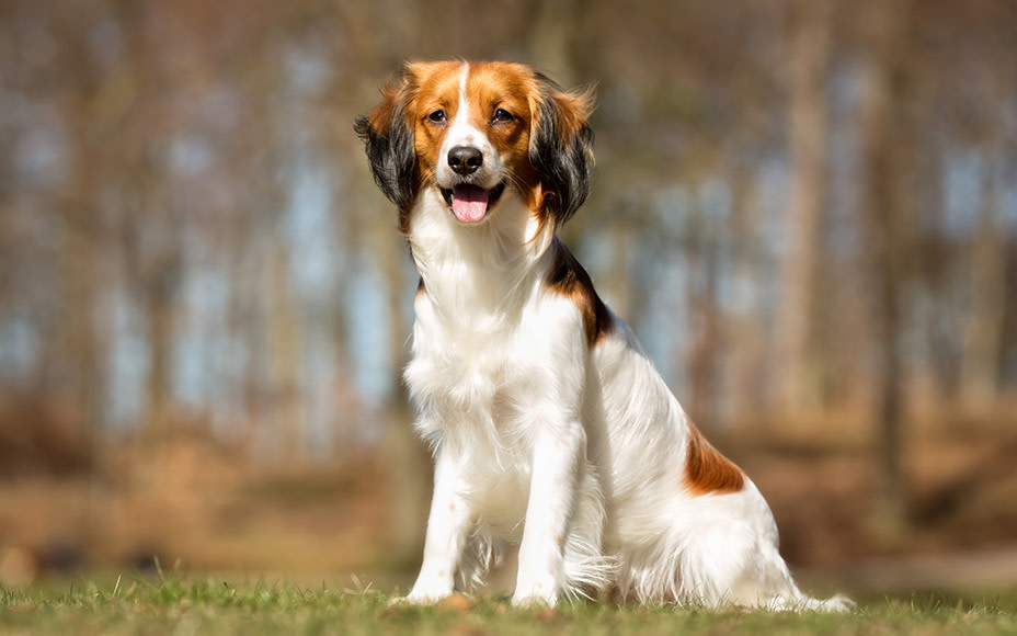 7 holländische Hunderassen: Eigenschaften &amp; Bilder - Pets Deli