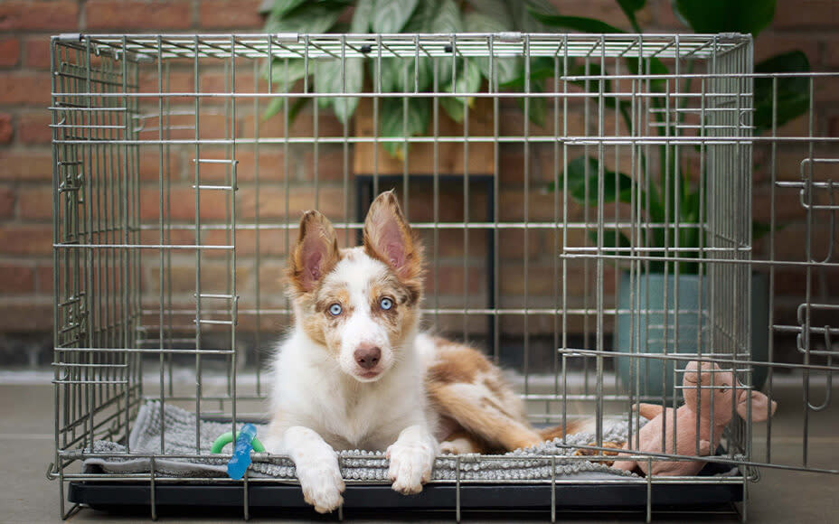 Welpe liegt in Hundebox