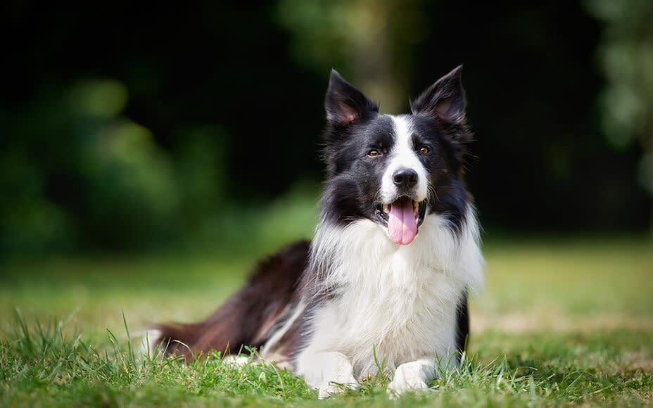 Border Collie