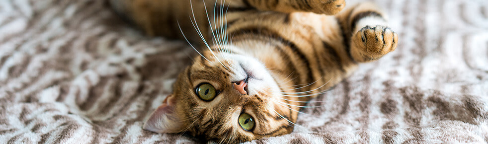 Katze-verspielt-auf-Decke