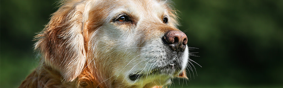 Das richtige Futter für alte Hunde Infos zu Seniorfutter Pets Deli