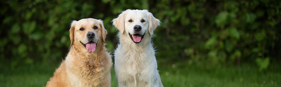 header golden retriever