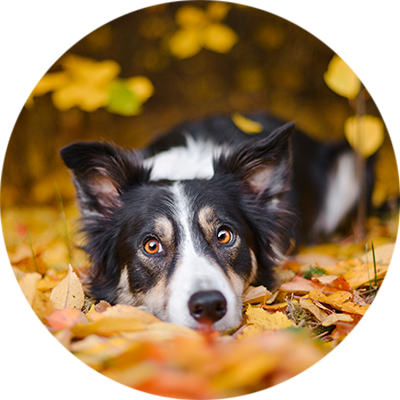 bubble-hund-herbst