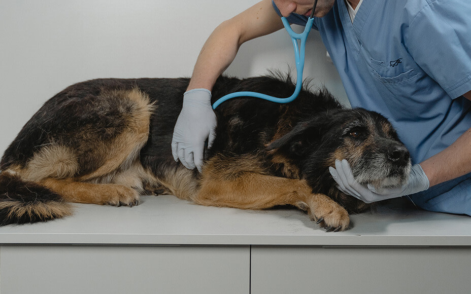 Kranker Hund beim Tierarzt