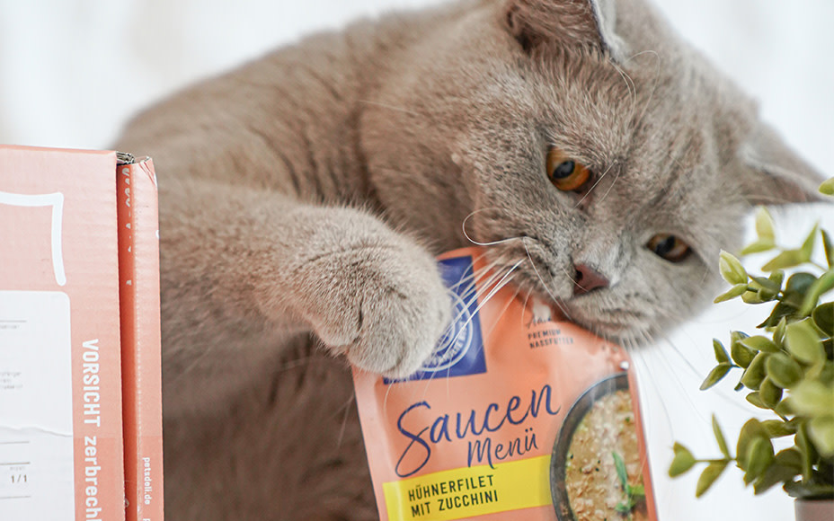 Nassfutter für Katzen und Kitten richtig füttern Pets Deli