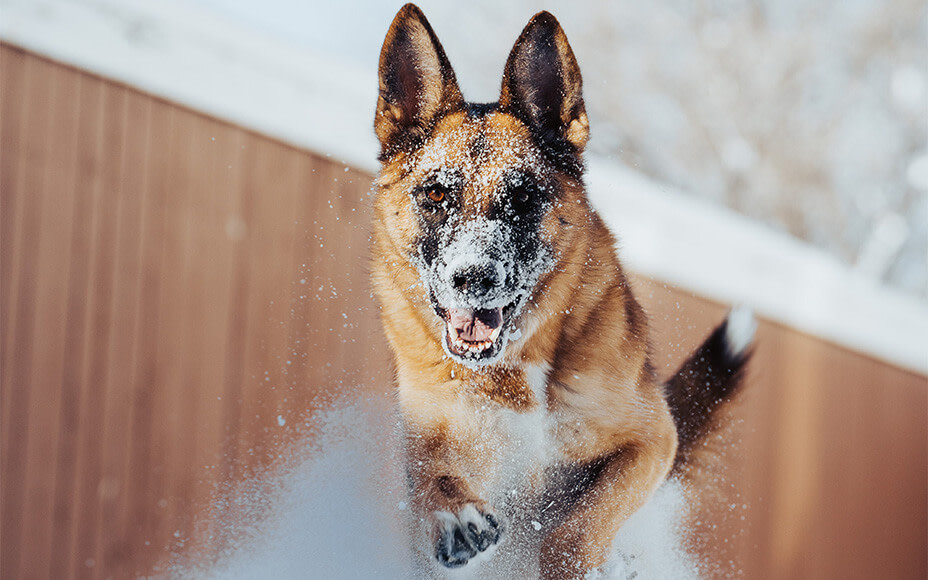 Schäferhund springt durch Schnee