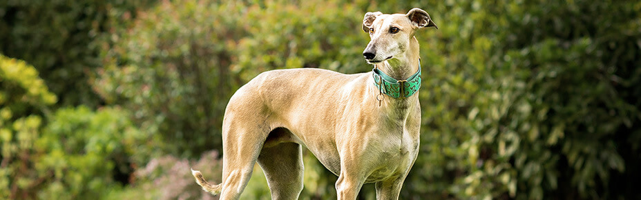 header hunderasse greyhound