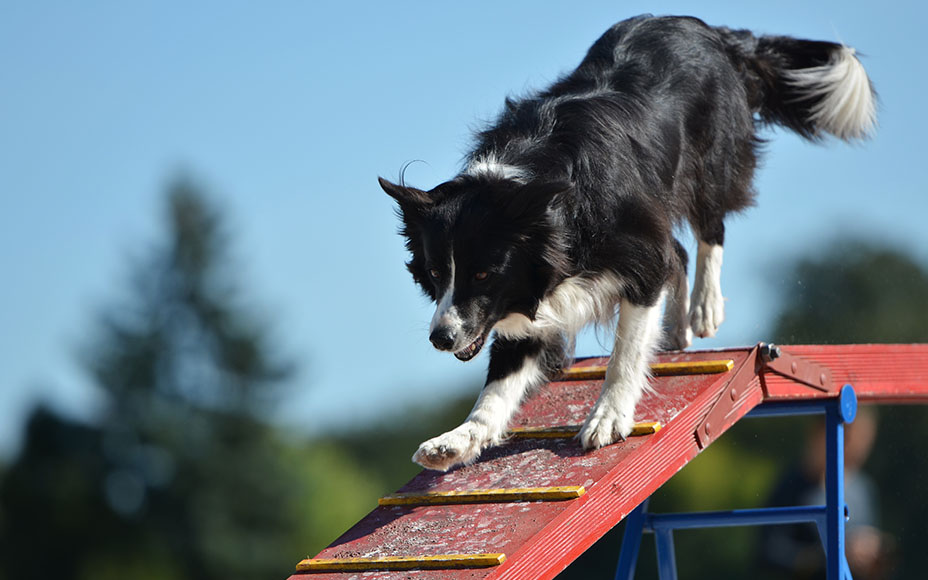 PD-Magazine-Dog-Fitness-02-Image-250606
