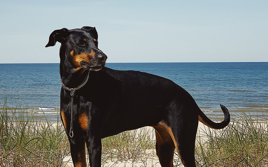 Deutscher Pinscher am Strand