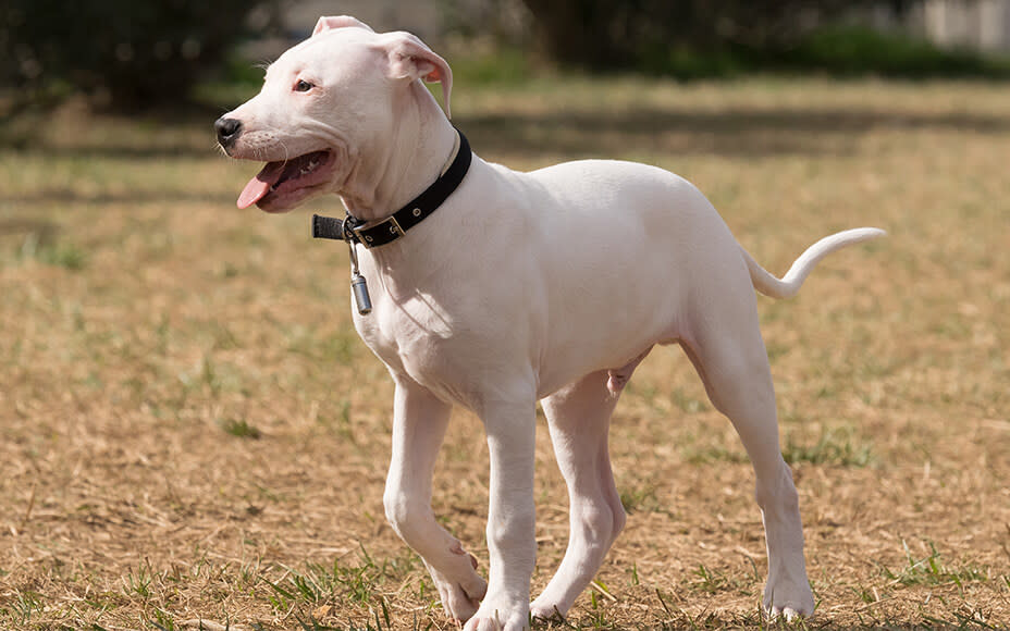 hunderasse dogo argentino junghund