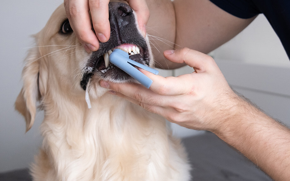 zaehneputzen beim hund oberkiefer