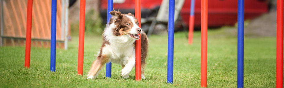 PD-Magazine-Dog-Fitness-01-Header-250606