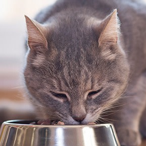 CTA Tipps für Appetit Katze