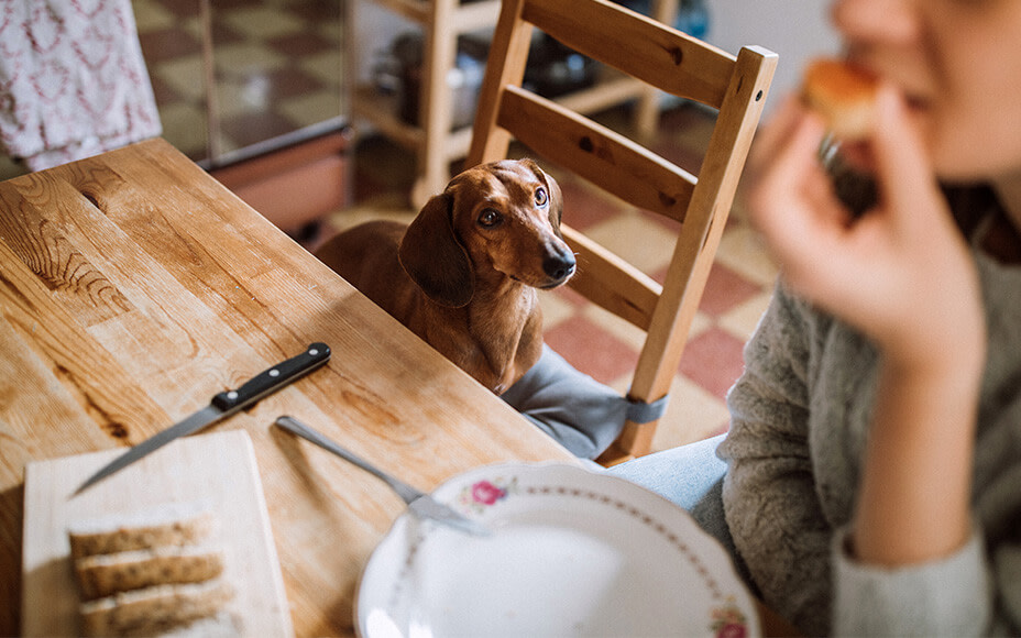 brot für hunde füttern