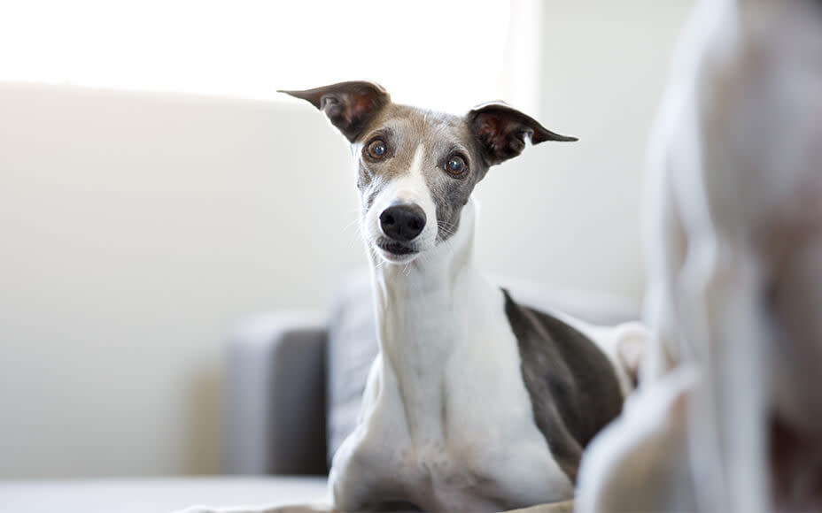 weisse hunderassen whippet