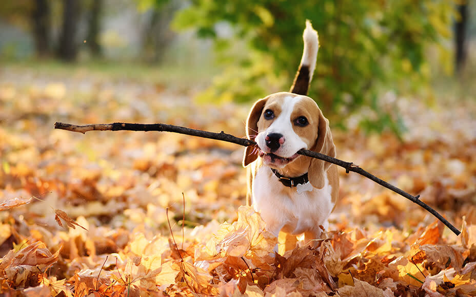 hunderasse beagle erziehung