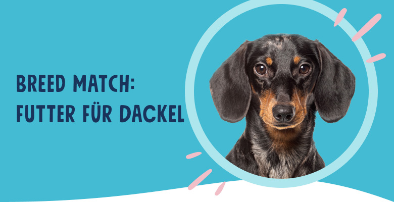Leckeres Futter fr Dackel - Pets Deli