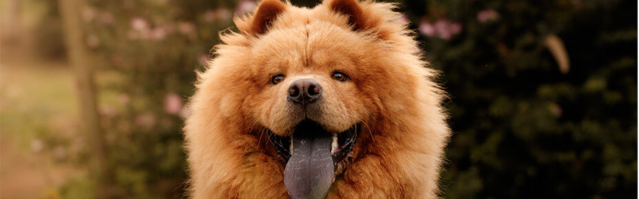 header hunderasse chow chow