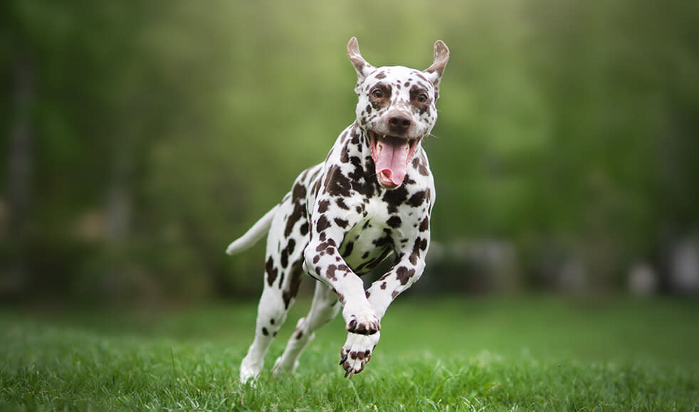 Hunderasse-Dalmatiner-sportlich