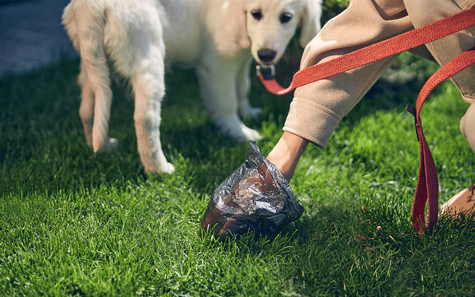 Hundekot aufsammeln von einer Wiese