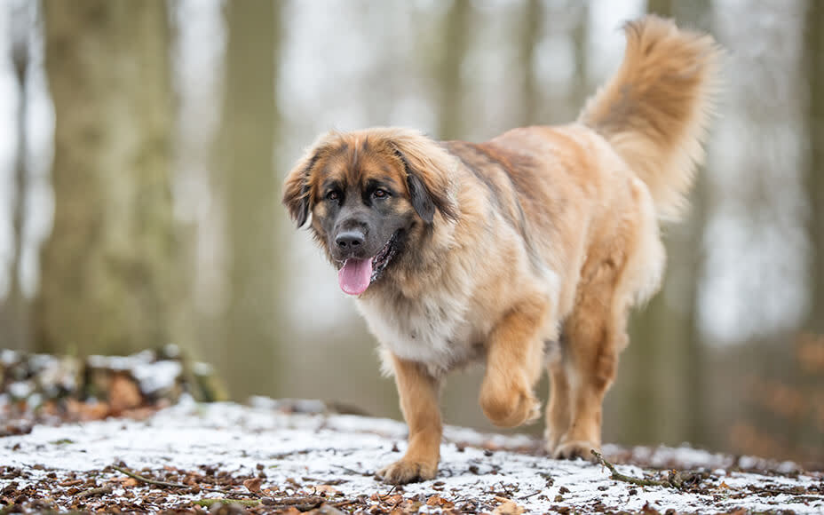 liebe hunderasse leonberger