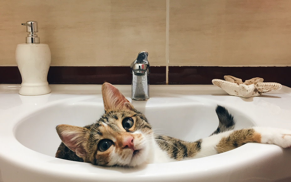 Die 9 besten Tipps zur Katzenpflege - mit Bildern - Pets Deli
