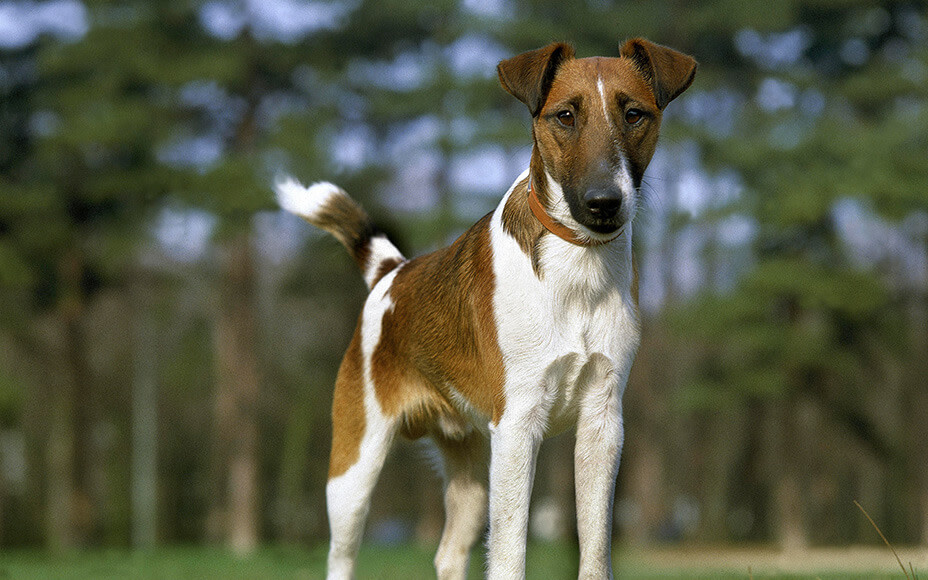 englische hunderassen foxterrier glatt