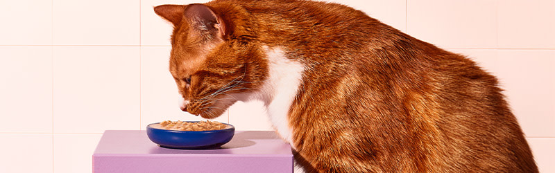 pd-magazine-cat-healthy-food-01-header-241211