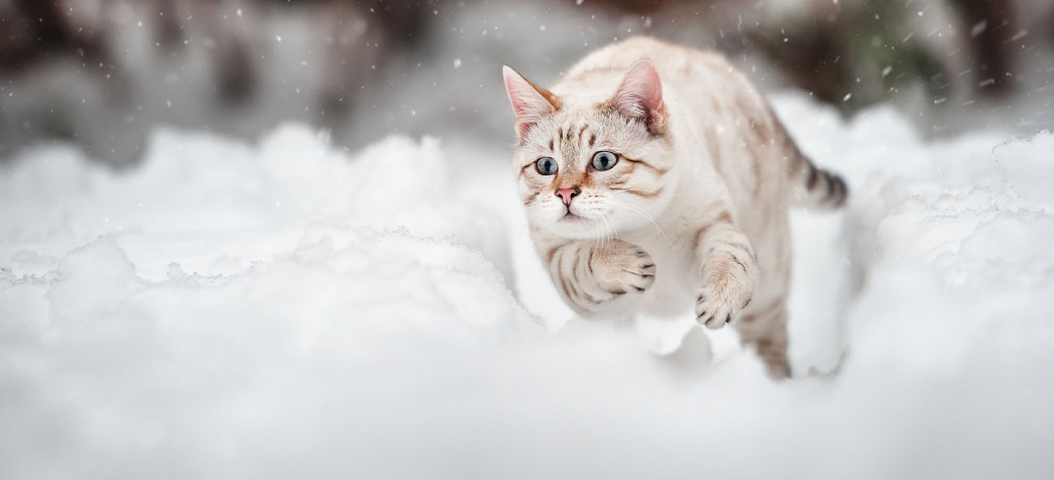 PD-CDP-Mobile-winter-essentials-cat-221114