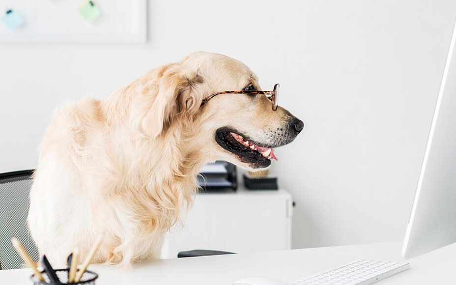 hunderasse golden retriever bürohund