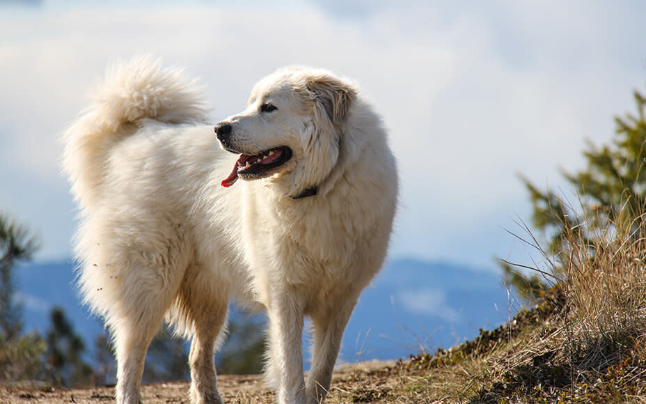 groesste hunderassen weltweit pyrenaeenberghund