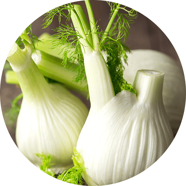 Fenchel