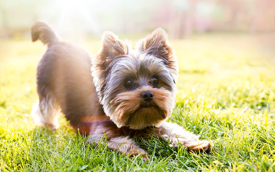 Yorkshire Terrier