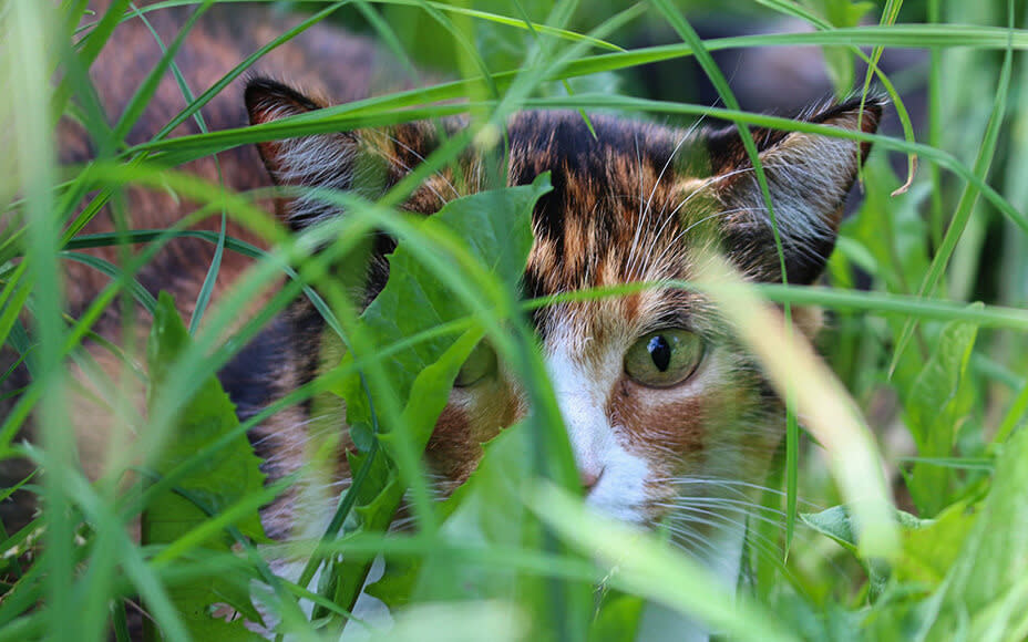 Katze streift durchs hohe Gras