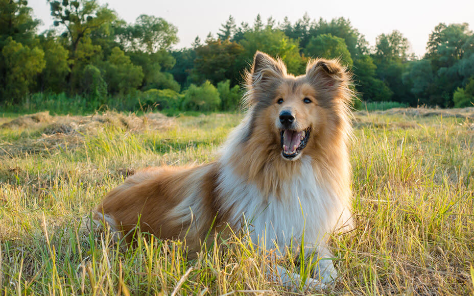 englische hunderassen langhaar collie