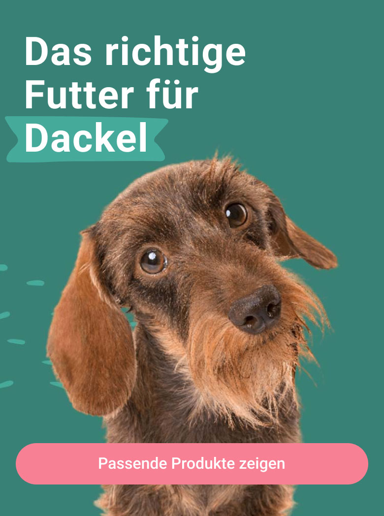 PD-LP-dog-breeds-header-01-dackel-240110