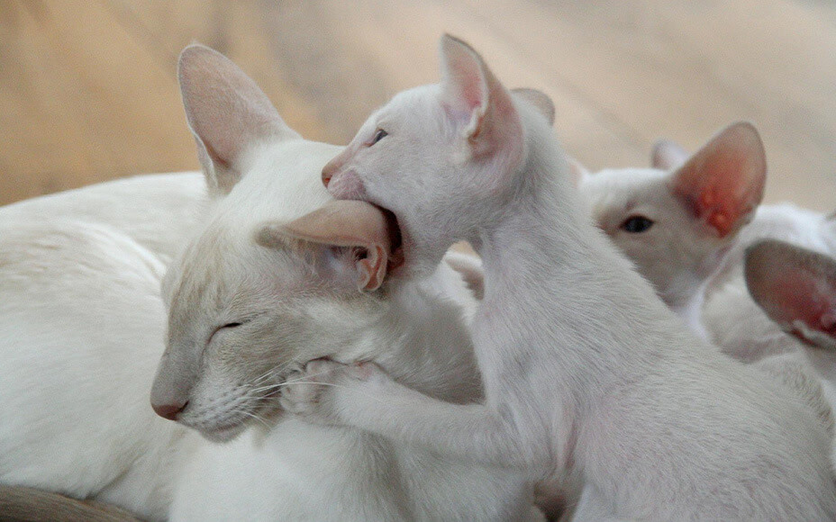 Katzenmama mit ihren Kitten