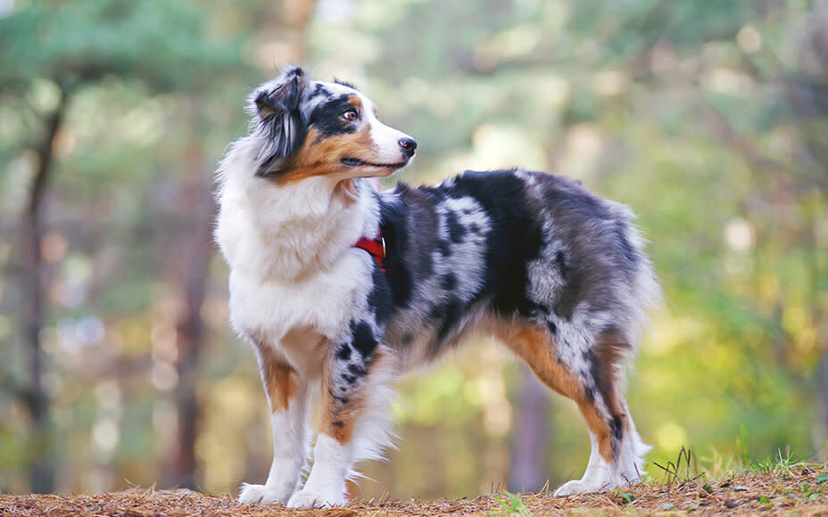 Australian Shepherd