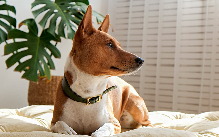 Hunderassen für Anfänger und die Wohnung Rassen & Bilder Pets Deli