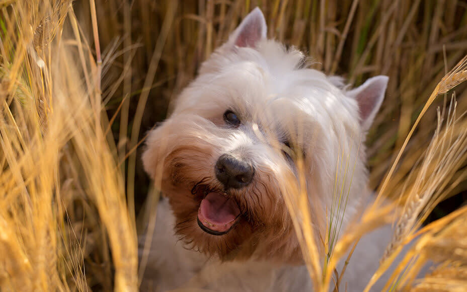 Getreide im Hundefutter als Allergieauslöser