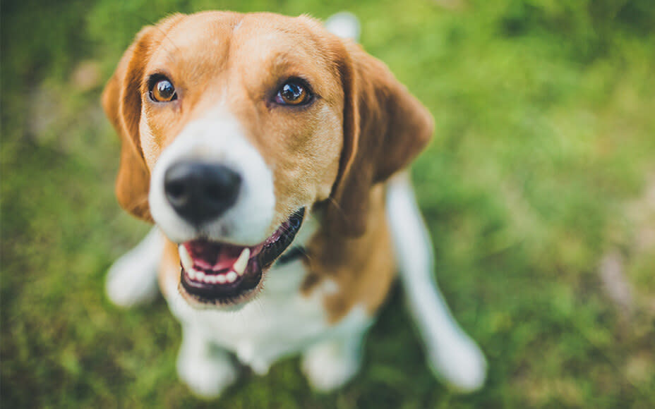 hunderasse beagle portrait